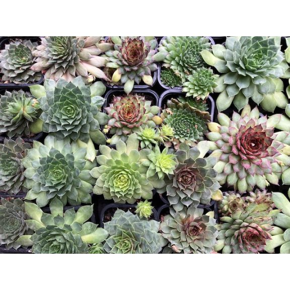 Meglepetés kövirózsa