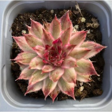 Sempervivum 'Saxon' (1pc)