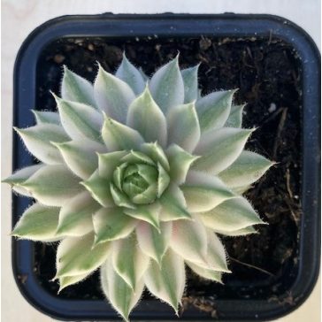 Sempervivum 'Saxon' (1pc)