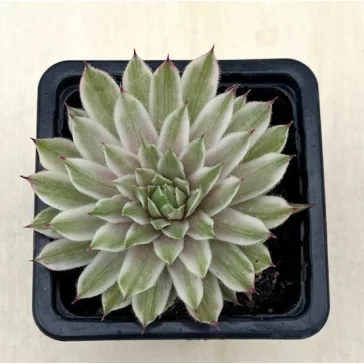 Sempervivum 'Saxon' (1pc)