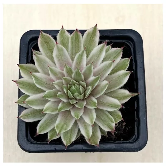 Sempervivum 'Saxon' (1pc)