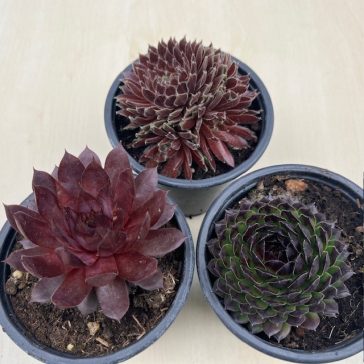 Sempervivum