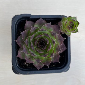 Sempervivum tectorum