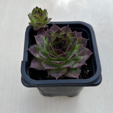 Sempervivum tectorum