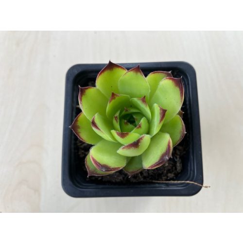 Sempervivum 136