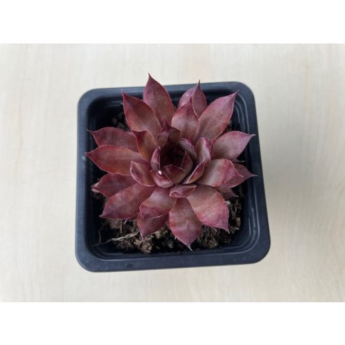 Sempervivum 137