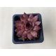 Sempervivum 137