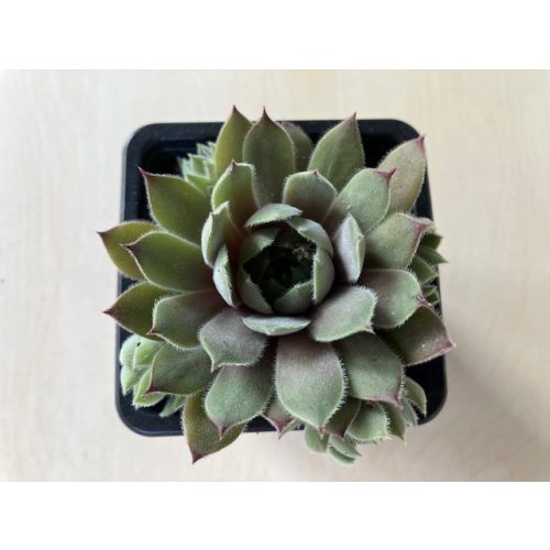 Sempervivum 139