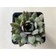 Sempervivum 139