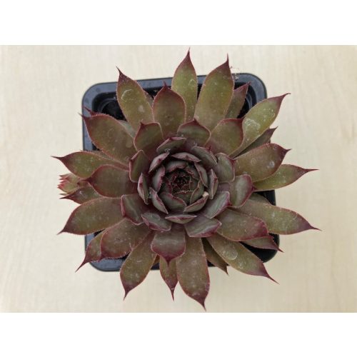 Sempervivum 141