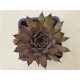 Sempervivum 141