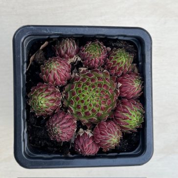 Sempervivum jovibarba