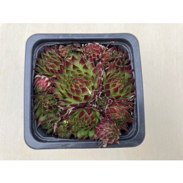 Sempervivum jovibarba