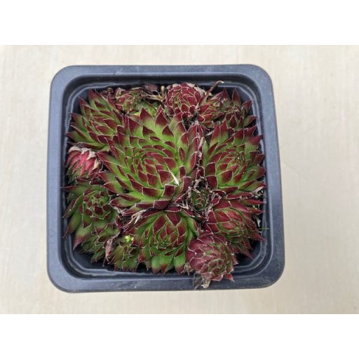 Sempervivum jovibarba