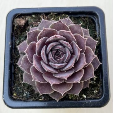 Sempervivum 32.