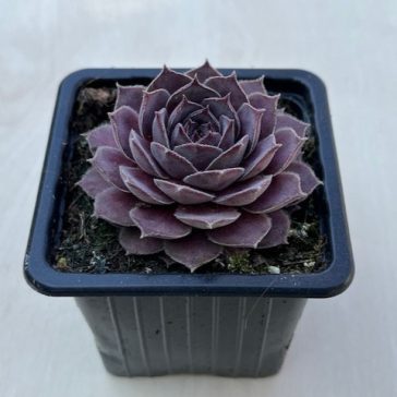 Sempervivum 32.