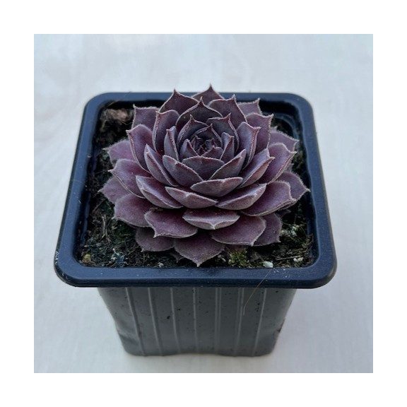 Sempervivum 32.