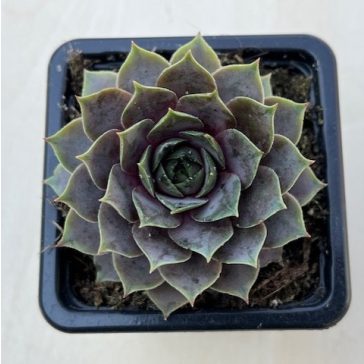 Sempervivum 33.