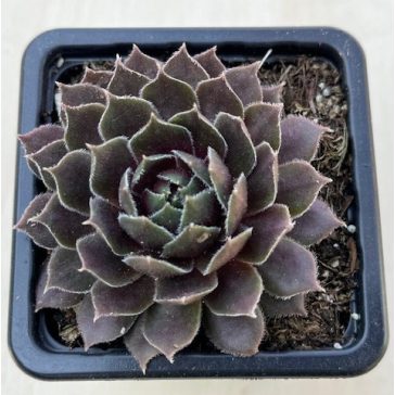 Sempervivum 36.