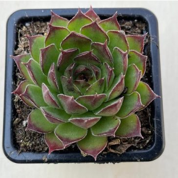 Sempervivum 37.