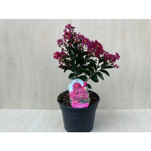 Lagerstroemia indica 'Dynamite'