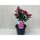 Lagerstroemia indica 'Dynamite'