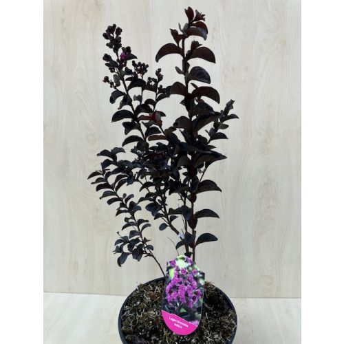  Lagerstroemia 'Black Diamond Mystic Magenta'
