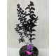  Lagerstroemia 'Black Diamond Mystic Magenta'