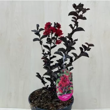  Lagerstroemia 'Black Diamond Crimson Red'