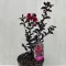  Lagerstroemia 'Black Diamond Crimson Red'