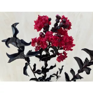  Lagerstroemia 'Black Diamond Crimson Red'