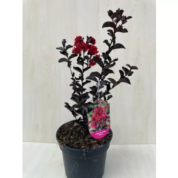  Lagerstroemia 'Black Diamond Crimson Red'