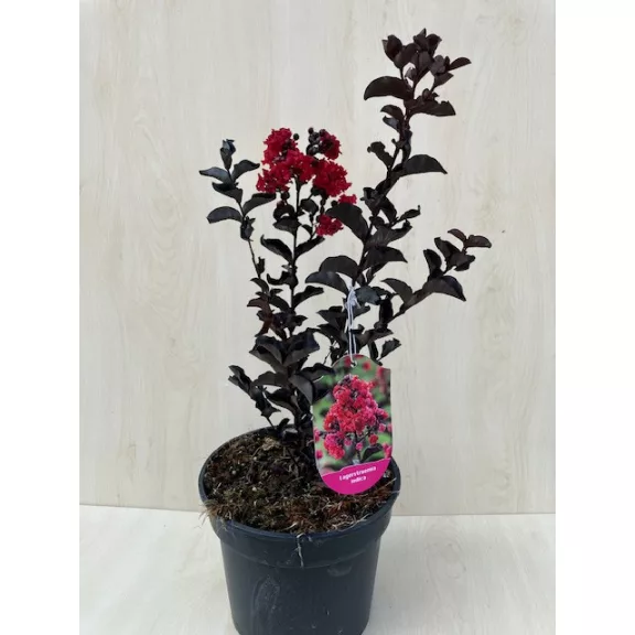  Lagerstroemia 'Black Diamond Crimson Red'