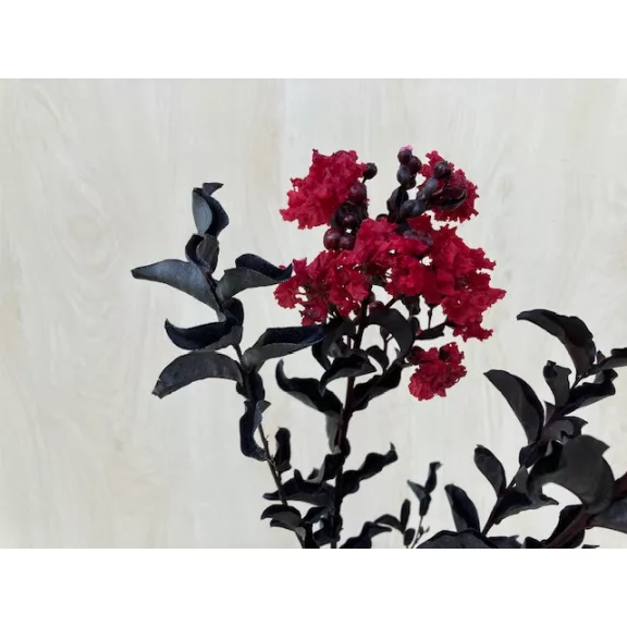  Lagerstroemia 'Black Diamond Crimson Red'