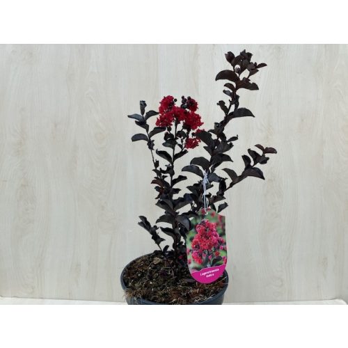  Lagerstroemia 'Black Diamond Red Hot'