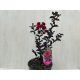  Lagerstroemia 'Black Diamond Red Hot'