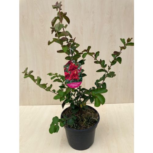 Lagerstroemia indica 