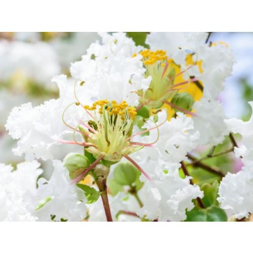 Lagerstroemia indica 'With Love Virgin'