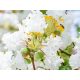 Lagerstroemia indica 'With Love Virgin'