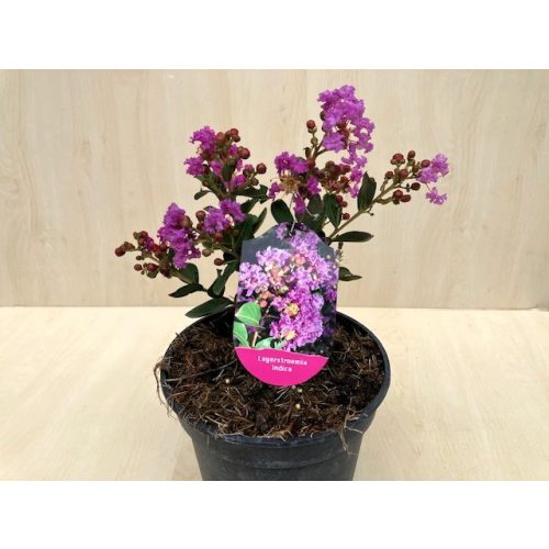 Lagerstroemia indica 'With Love Eternal'