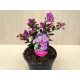 Lagerstroemia indica 'With Love Eternal'