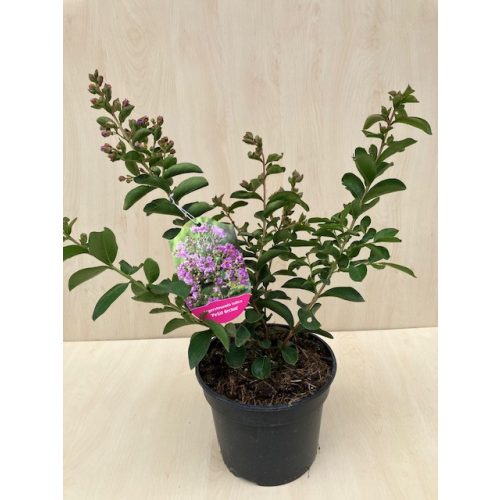  Lagerstroemia indica 'Petite Orchid'