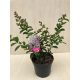  Lagerstroemia indica 'Petite Orchid'