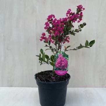   After blooming - Lagerstroemia indica 'With Love Kiss'