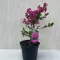 After blooming - Lagerstroemia indica 'With Love Kiss'