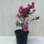 After blooming - Lagerstroemia indica 'With Love Kiss'