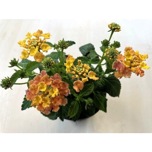 Lantana camara 'Pink Sky'
