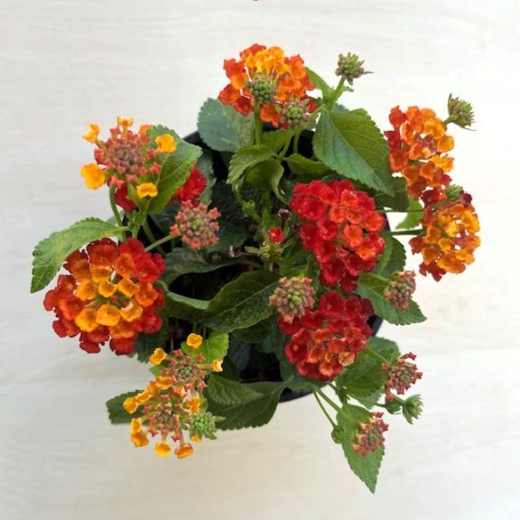Lantana camara