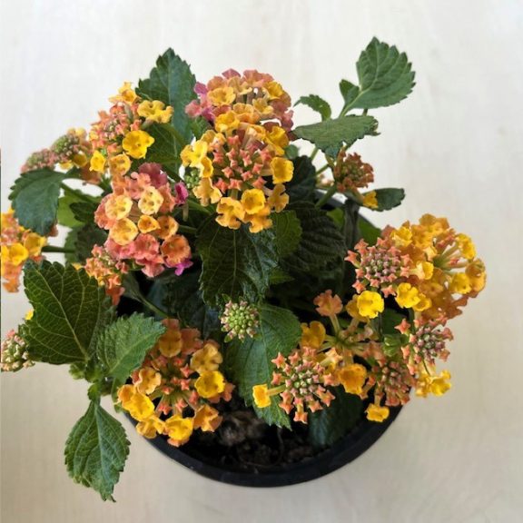 Lantana camara