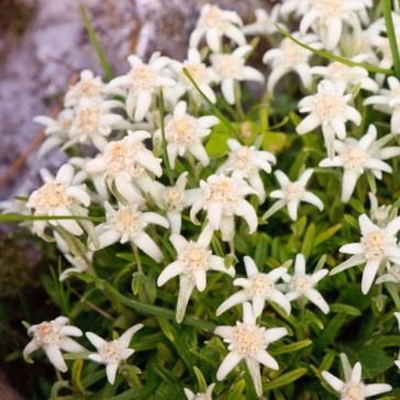 Leontopodium alpinum